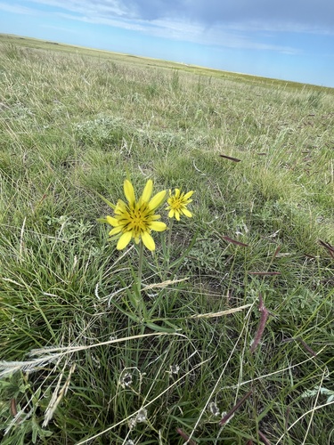 Yellow Salsify