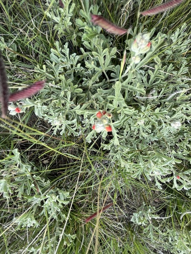 Scarlet Globemallow