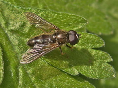 Cheilosia semifasciata