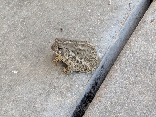 Woodhouse's Toad