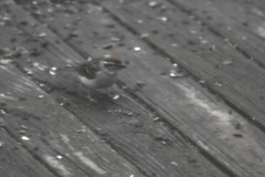 Spizella passerina passerina