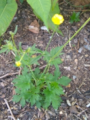 Ranunculus acris