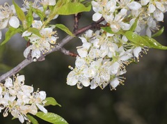 Prunus rivularis