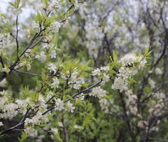Prunus rivularis