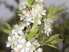 Prunus rivularis