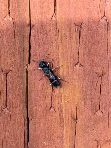 Orussus abietinus
