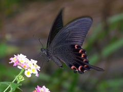 Papilio bianor thrasymedes