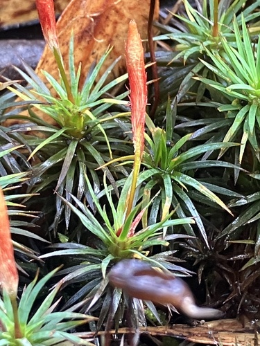 Dawsonia polytrichoides observed 2026-07-08
