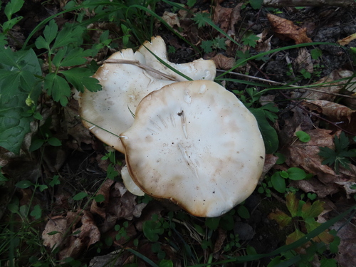 St. George's Mushroom — Calocybe gambosa