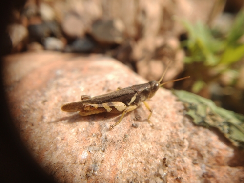 Xenocatantops brachycerus