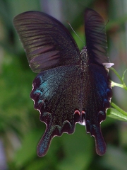 Papilio bianor thrasymedes