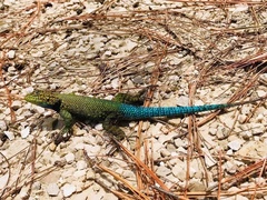 Sceloporus taeniocnemis