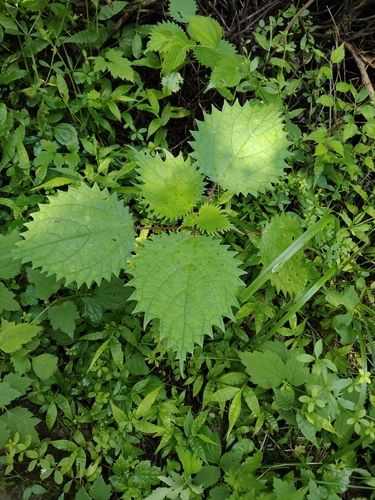 Japanese Nettle