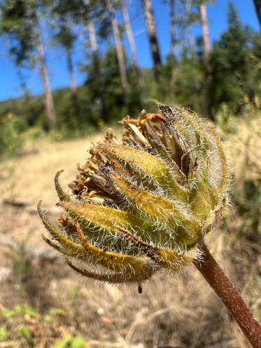 Wyethia angustifolia, photograph 2