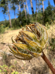 (c) Ryan Donnelly, some rights reserved (CC BY) Wyethia angustifolia, photograph (c) Ryan Donnelly, some rights reserved (CC BY)