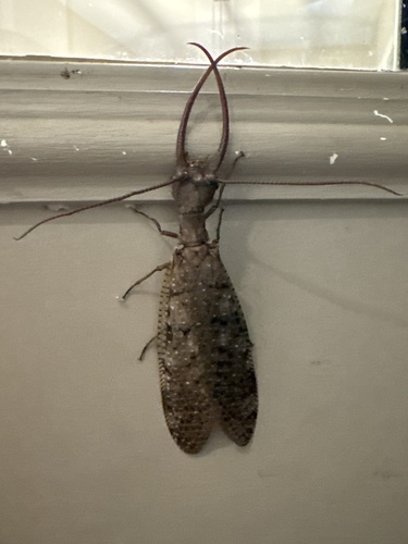 Eastern Dobsonfly