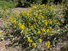 Agnorhiza elata, photograph (c) Ryan Donnelly, some rights reserved (CC BY)