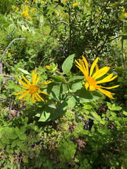Agnorhiza elata, photograph (c) Ryan Donnelly, some rights reserved (CC BY)
