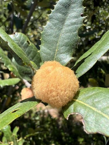 iNaturalist observation photo of Oak Gall Wasps