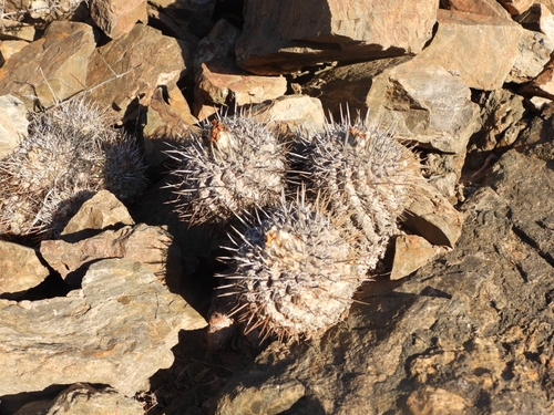 Copiapoa megarhiza (Copiapoa megarhiza)