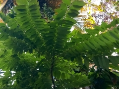 Phyllanthus acidus
