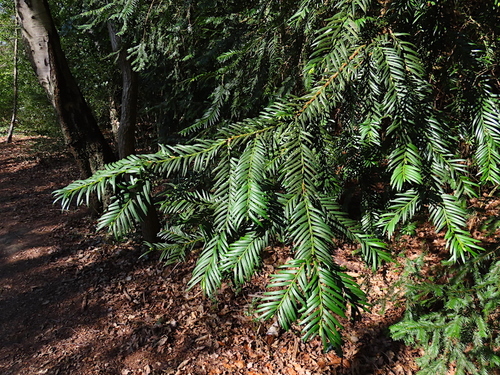 Europinis kukmedis nuotrauka