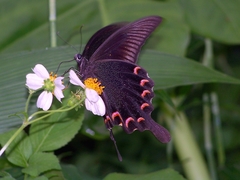 Papilio bianor thrasymedes