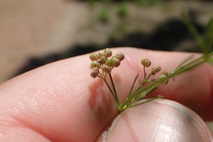 Spermolepis inermis
