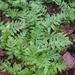Woodwardia areolata - Photo (c) Janis,  זכויות יוצרים חלקיות (CC BY-NC), הועלה על ידי Janis