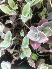 Thymus pseudolanuginosus