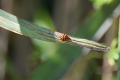 Harmonia axyridis