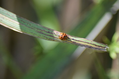 Harmonia axyridis