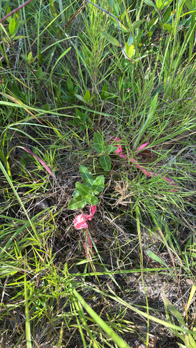 pineland milkweed