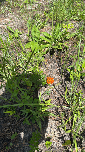 butterfly milkweed