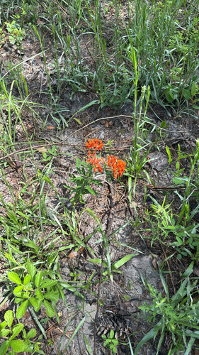 butterfly milkweed
