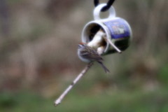 Spizella passerina passerina