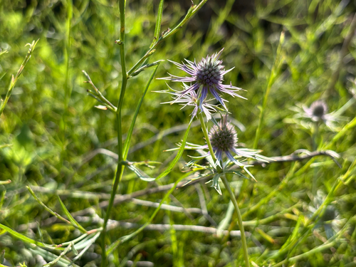 Eryngium hookeri, photograph 5