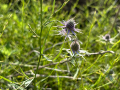 Eryngium hookeri, photograph (c) Samantha Knight, some rights reserved (CC BY)