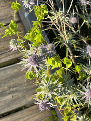 Eryngium hookeri, photograph (c) Samantha Knight, some rights reserved (CC BY)