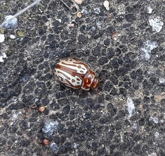 Calligrapha gyllenhali