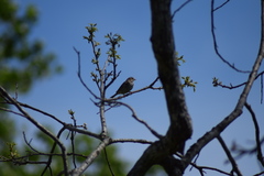 Passerculus sandwichensis