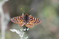 Euphydryas anicia hermosa