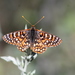 Euphydryas anicia hermosa - Photo (c) astark2307, some rights reserved (CC BY-NC)
