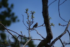 Passerculus sandwichensis