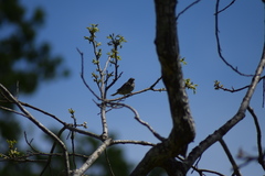 Passerculus sandwichensis
