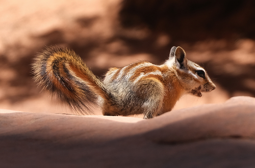 Hopi-Streifenhörnchen observed by j__j