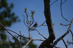 Passerculus sandwichensis