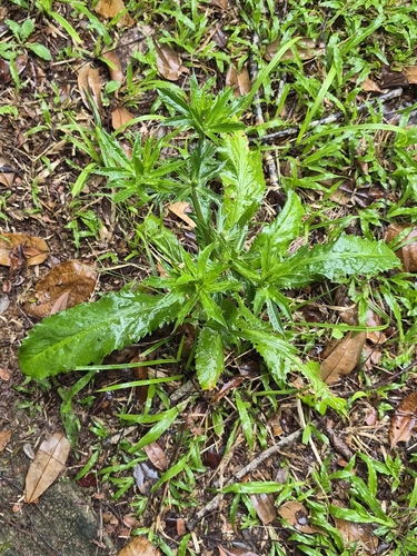 Eryngium foetidum