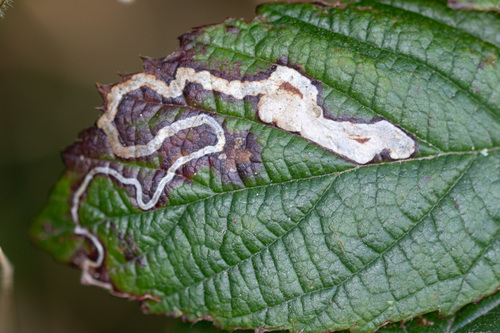 Golden Pigmy