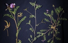 Astragalus nuttallianus austrinus